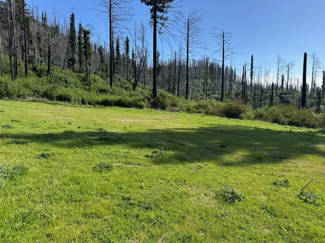 a view of a grassy field with trees in the background