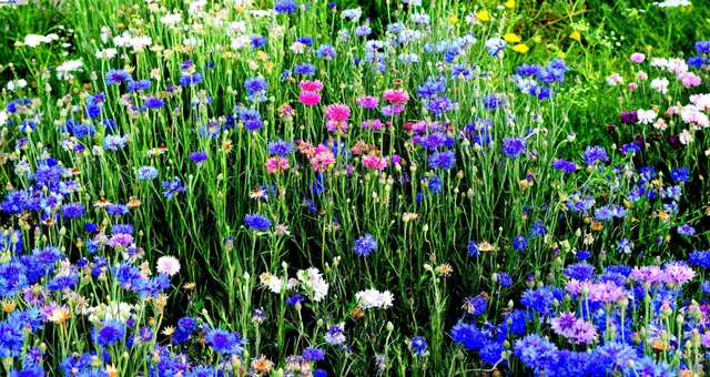 a plant with lots of flowers