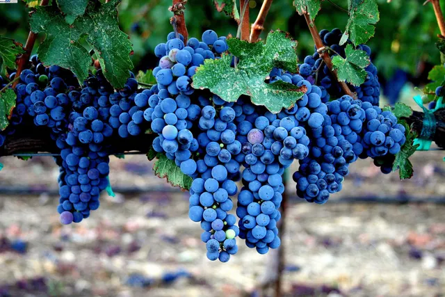a living room with furniture a fireplace and large windows