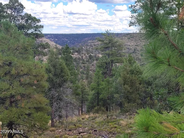 a view of a forest with trees and mountains