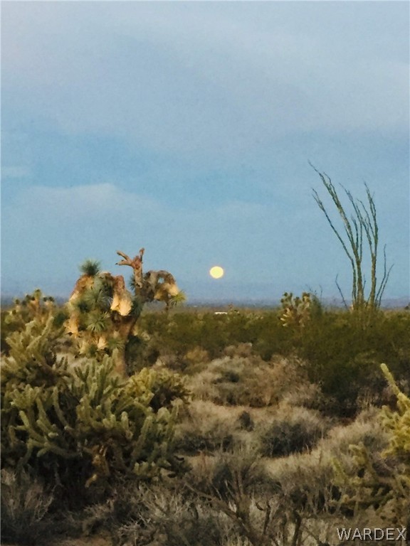 932 South Custer Road Yucca, AZ 86438 - Photo 3 of 12 a view of a bunch of trees and bushes