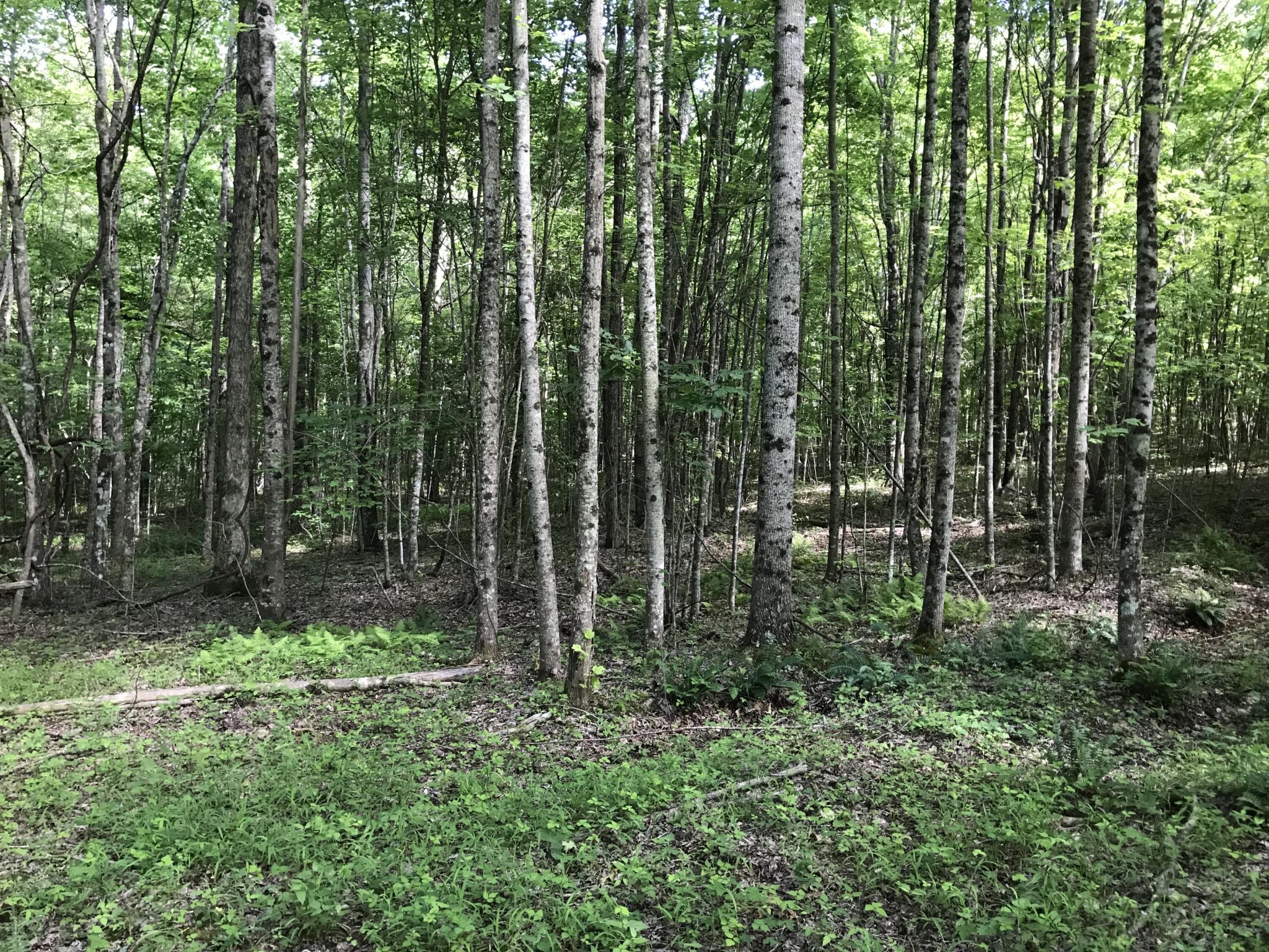 7 Hobbstown Road Dunlap, TN 37327 - Photo 12 of 24 Gallery Image 12