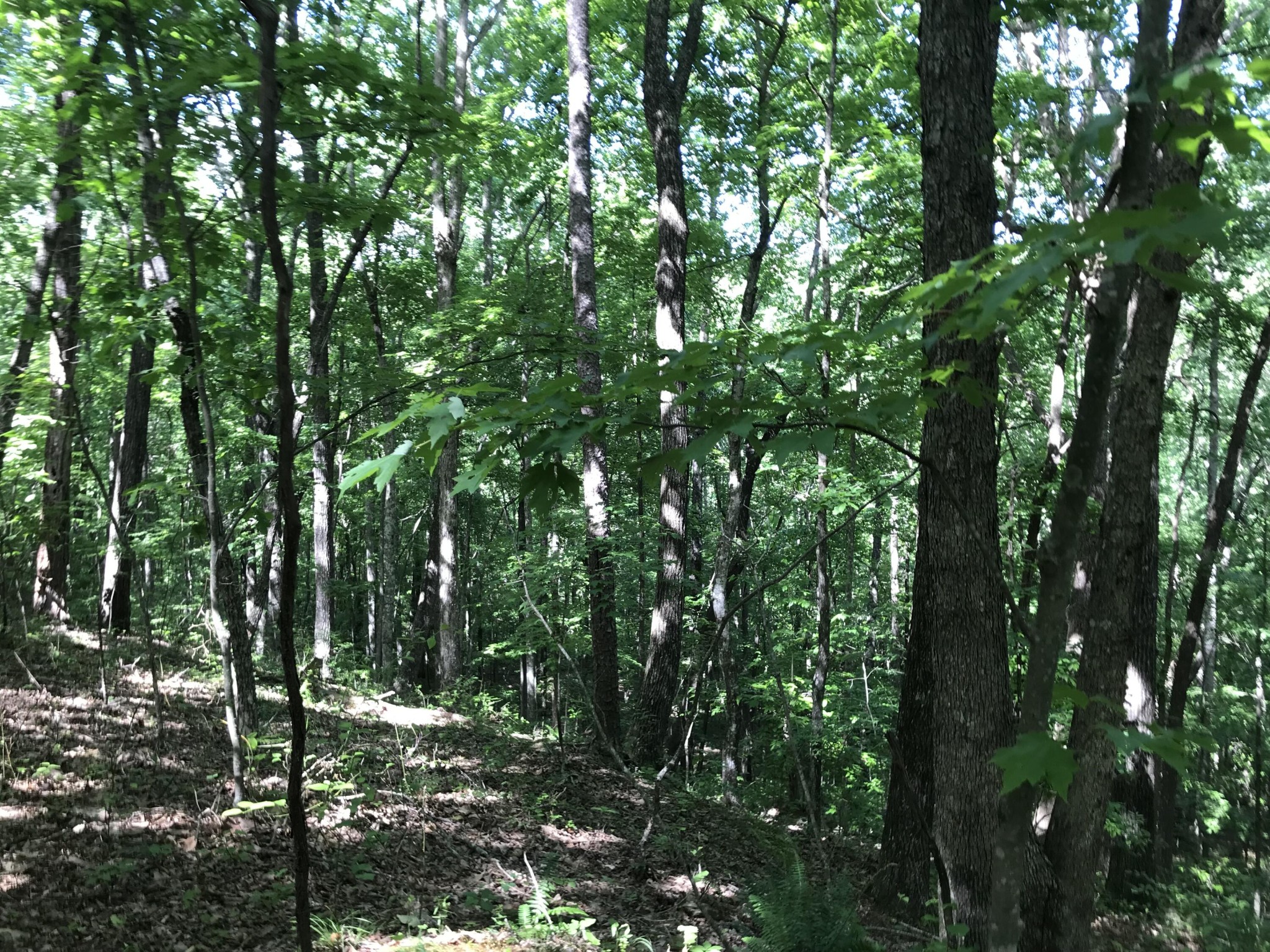 7 Hobbstown Road Dunlap, TN 37327 - Photo 22 of 24 Gallery Image 22
