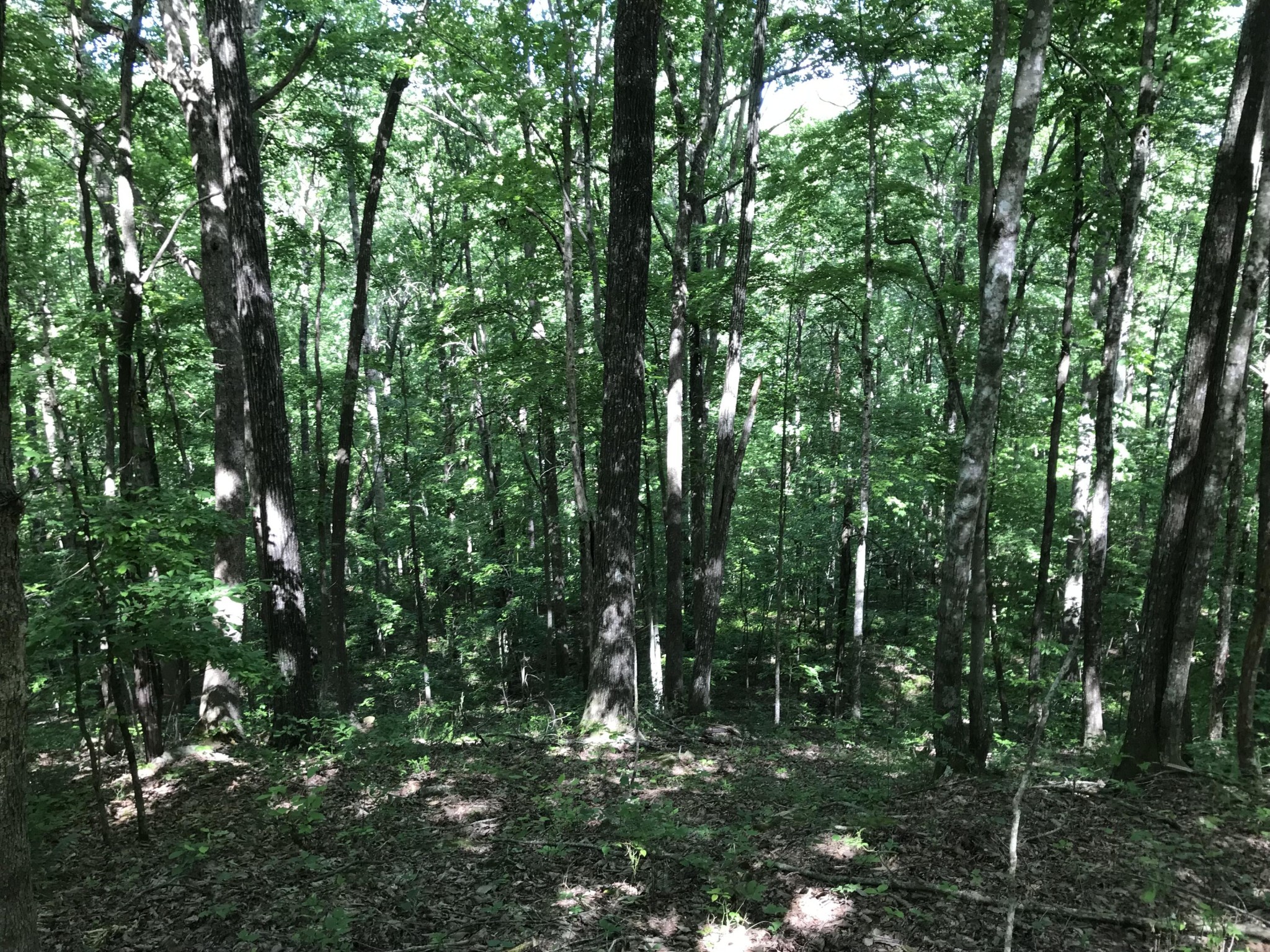 7 Hobbstown Road Dunlap, TN 37327 - Photo 23 of 24 Gallery Image 23