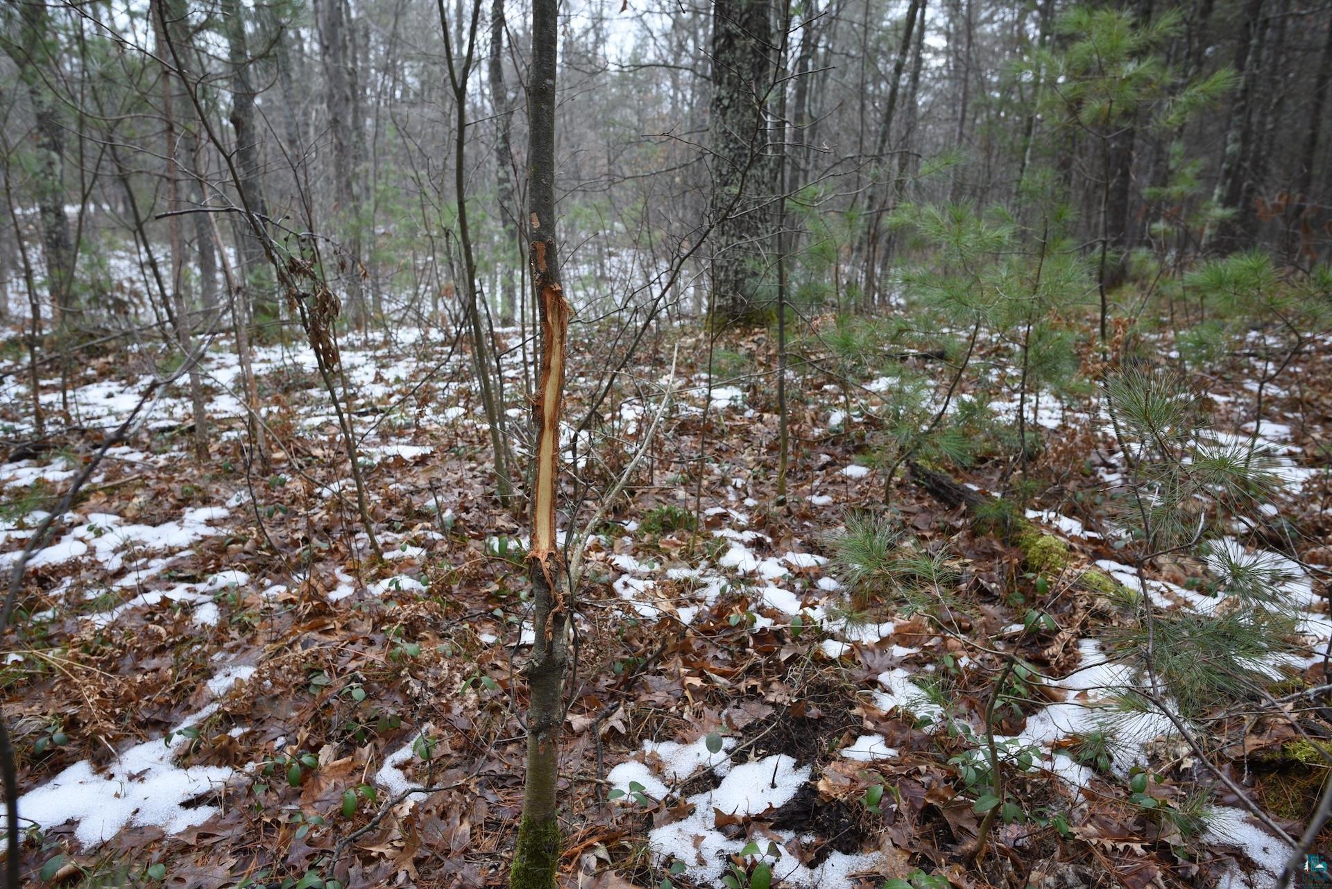 0 Hart Lake Road Iron River, WI 54847 - Photo 13 of 23 Gallery Image 13