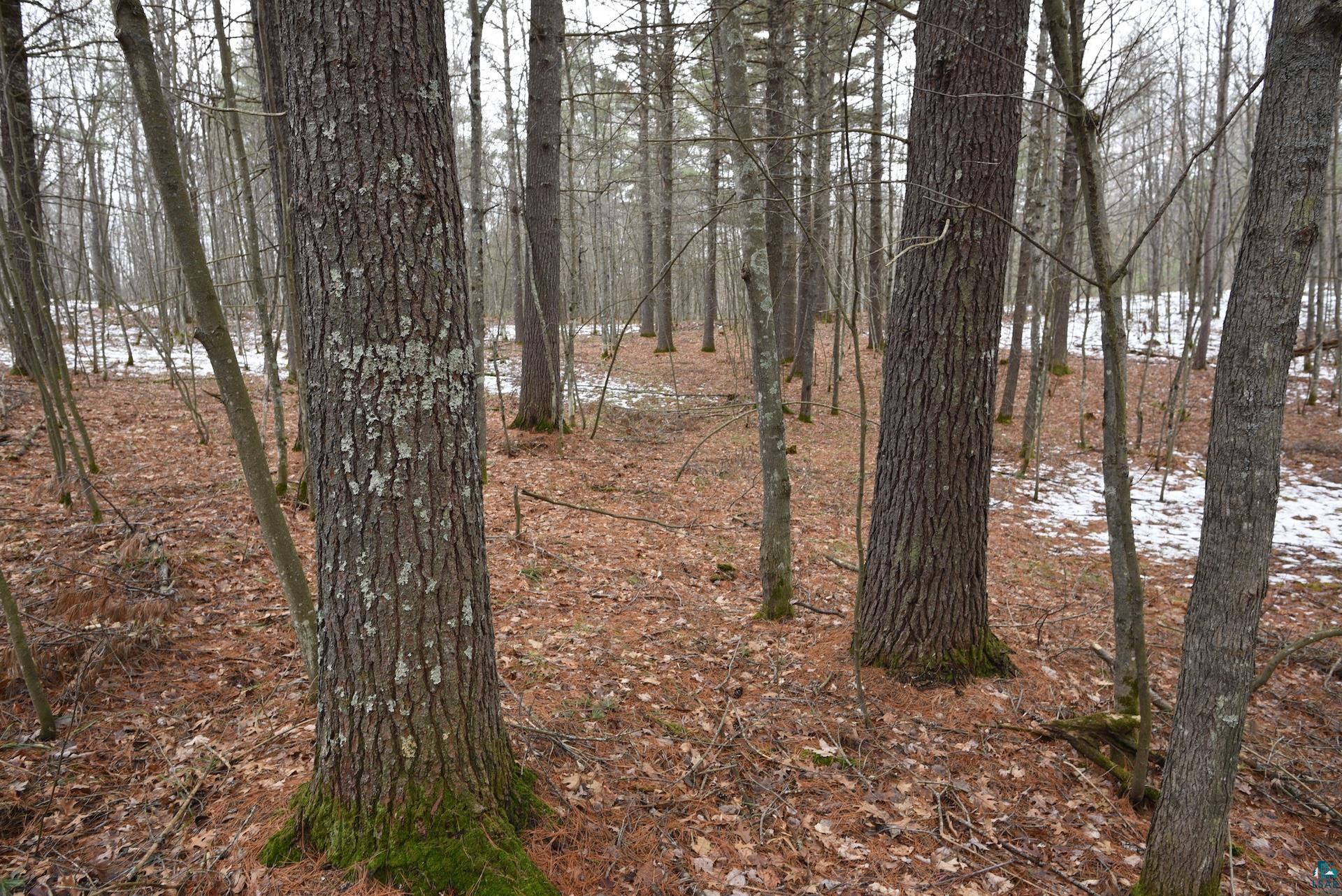 0 Hart Lake Road Iron River, WI 54847 - Photo 3 of 23 Gallery Image 3
