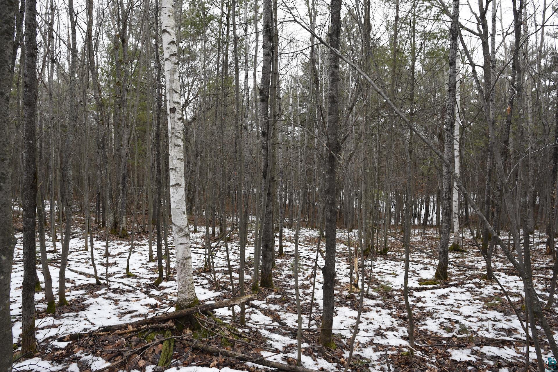 0 Hart Lake Road Iron River, WI 54847 - Photo 6 of 23 Gallery Image 6