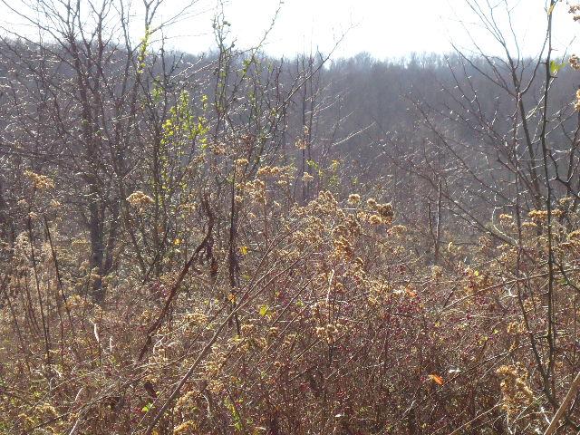 1 Fiducia Road Pulaski, TN 38478 - Photo 19 of 19