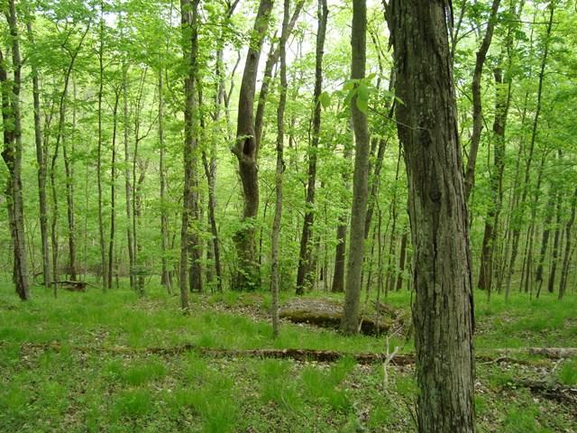 1 Fiducia Road Pulaski, TN 38478 - Photo 4 of 19 Woods in the front area towards Fiducia. Nice also for building or cattle.