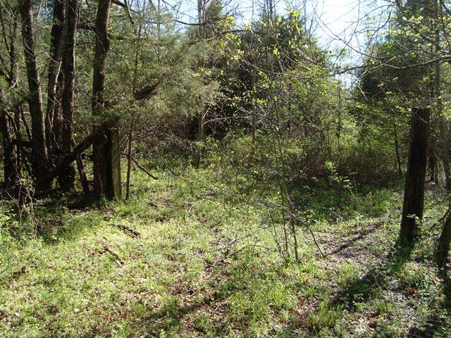 1 Fiducia Road Pulaski, TN 38478 - Photo 6 of 19 Cleared Area