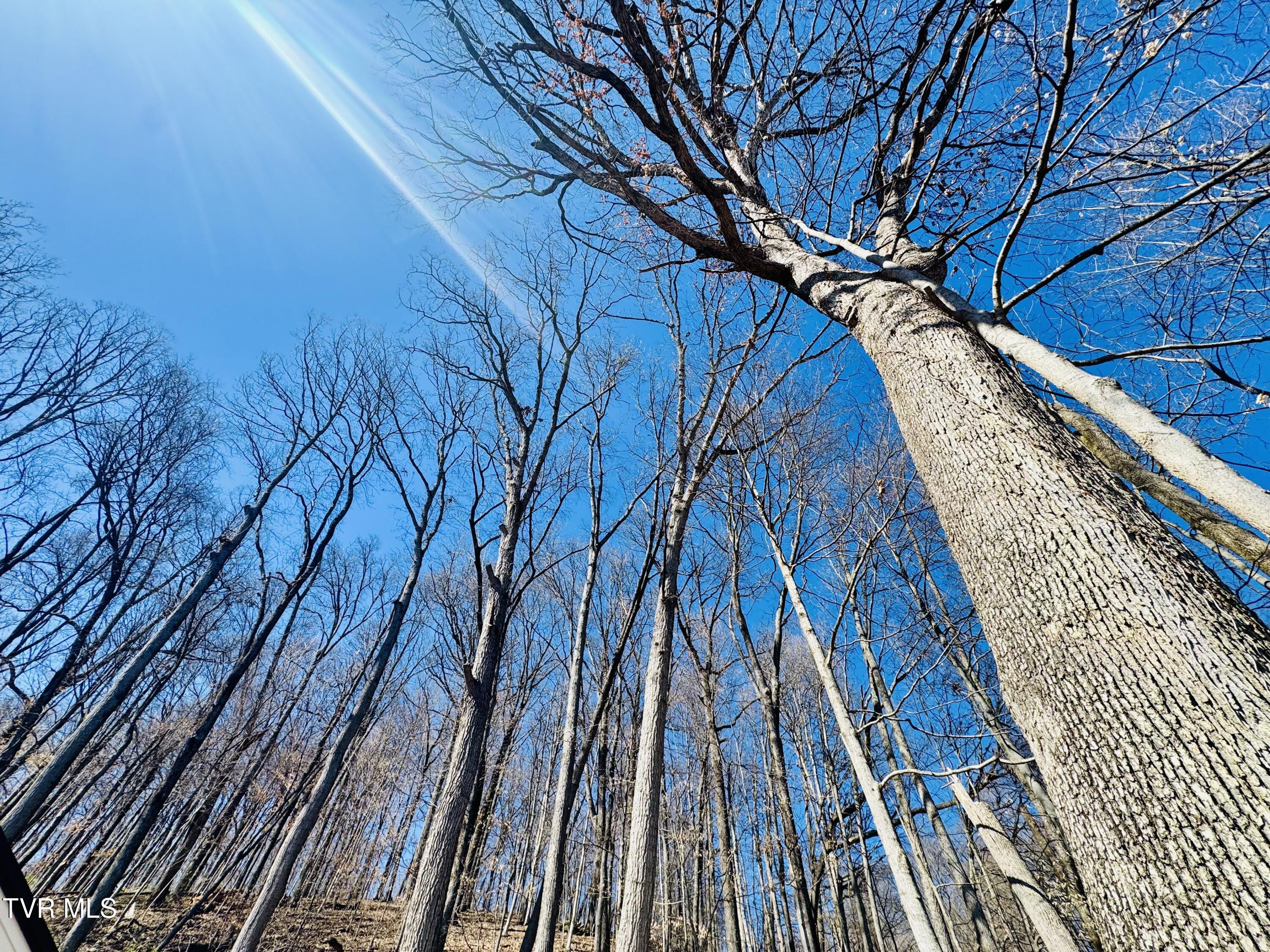 2 Rovan Court Johnson City, TN 37601 - Photo 64 of 86 IMG_9666