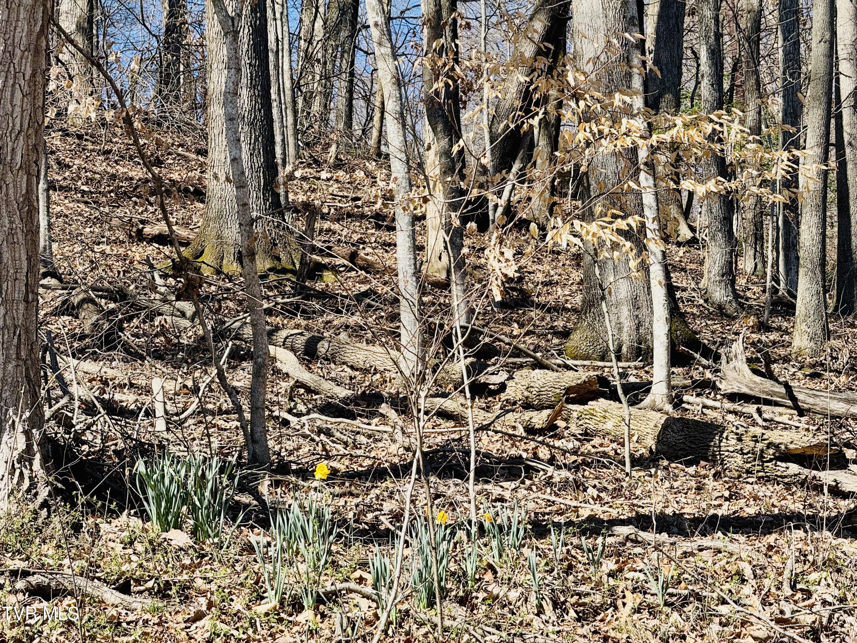 2 Rovan Court Johnson City, TN 37601 - Photo 66 of 86 IMG_9664
