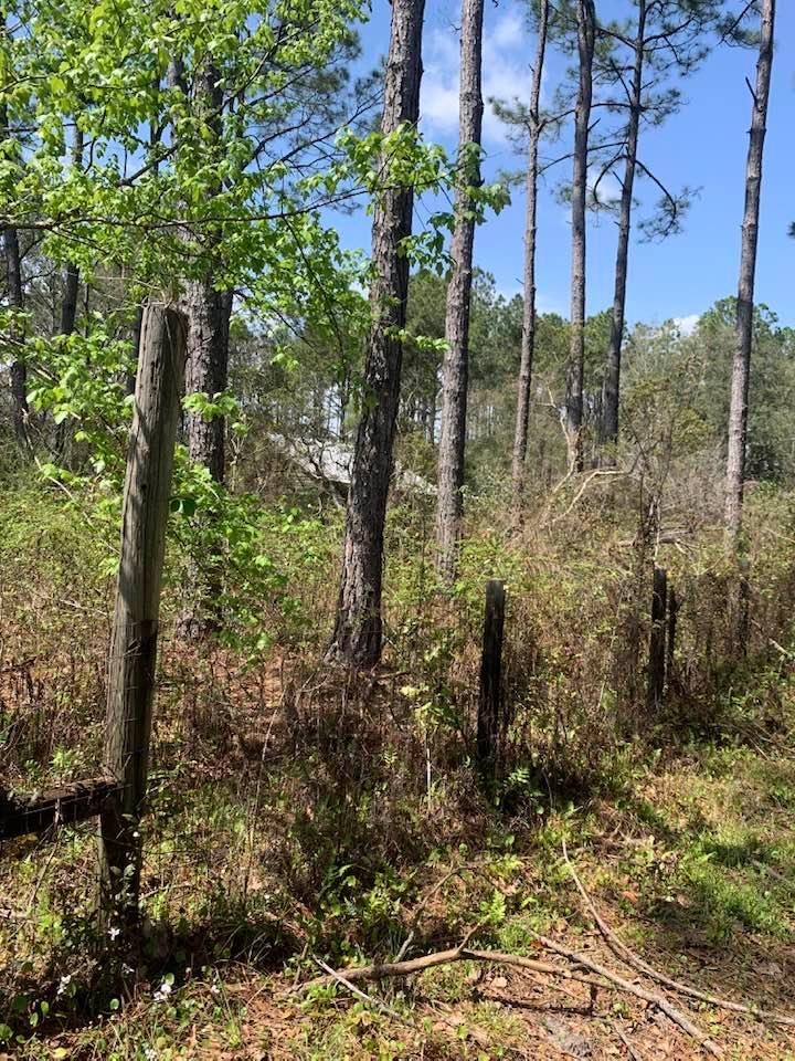 26264 Feely Road Elberta, AL 36530 - Photo 14 of 30