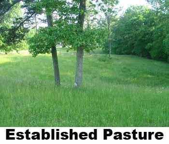 519 Boone Ridge Road Jamestown, TN 38556 - Photo 14 of 21 Pasture-Summer