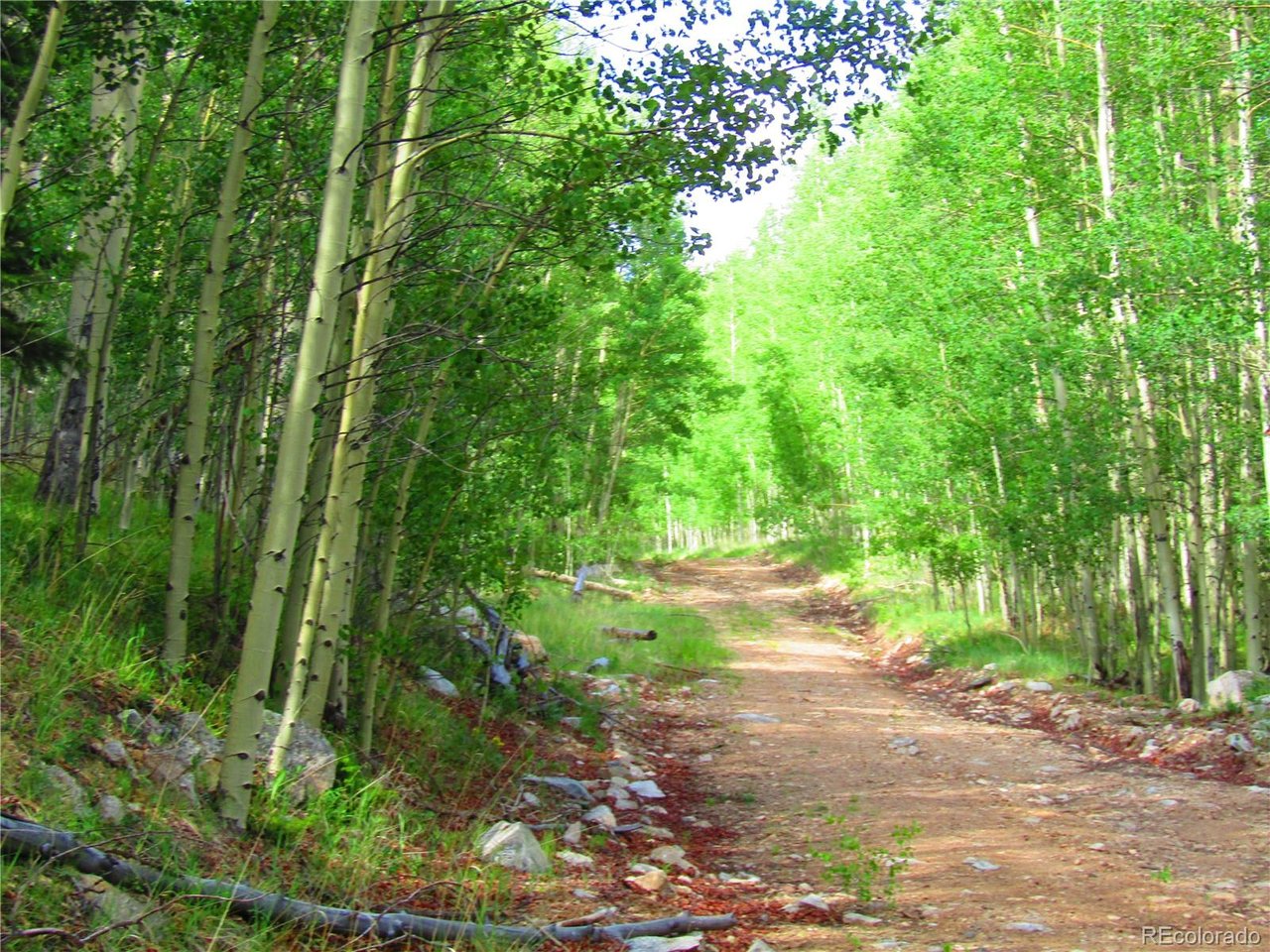 6427 Laffin Road San Luis, CO 81152 - Photo 22 of 42 a view of a yard with plants and large trees