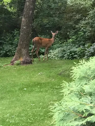 $315,000 | 9175 Lakewood Shore Road Northwest, Rice, MN 56367