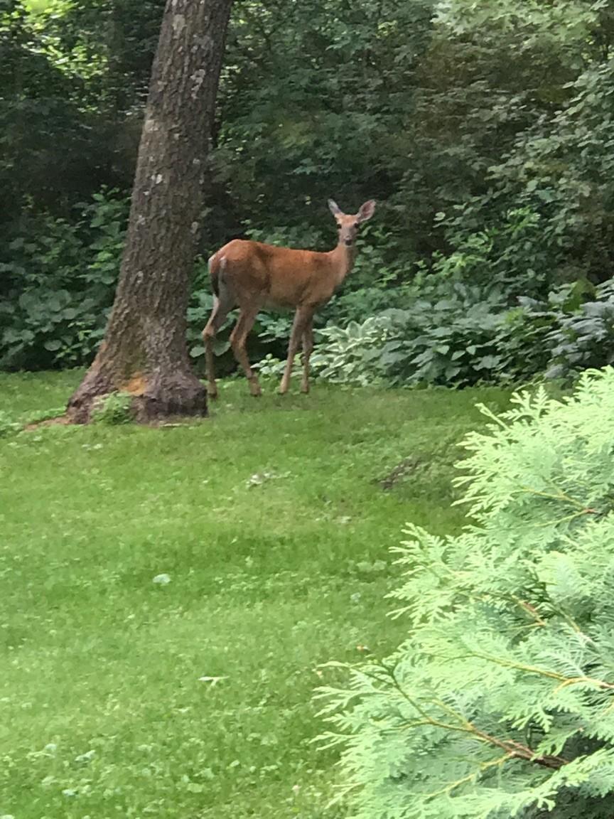 9175 Lakewood Shore Road Northwest Rice, MN 56367 - Photo 24 of 25
