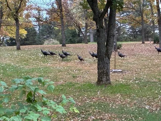 $315,000 | 9175 Lakewood Shore Road Northwest, Rice, MN 56367