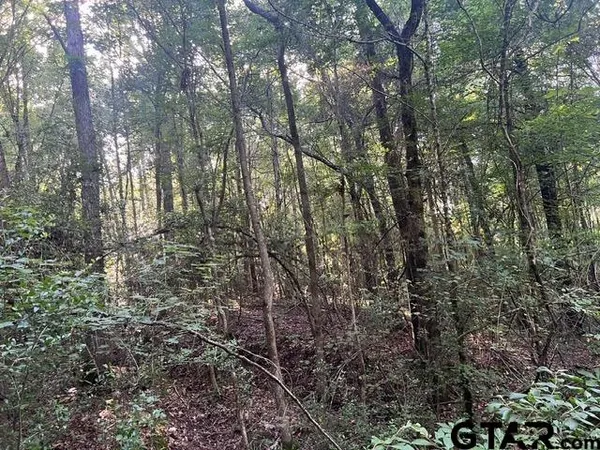 a view of forest