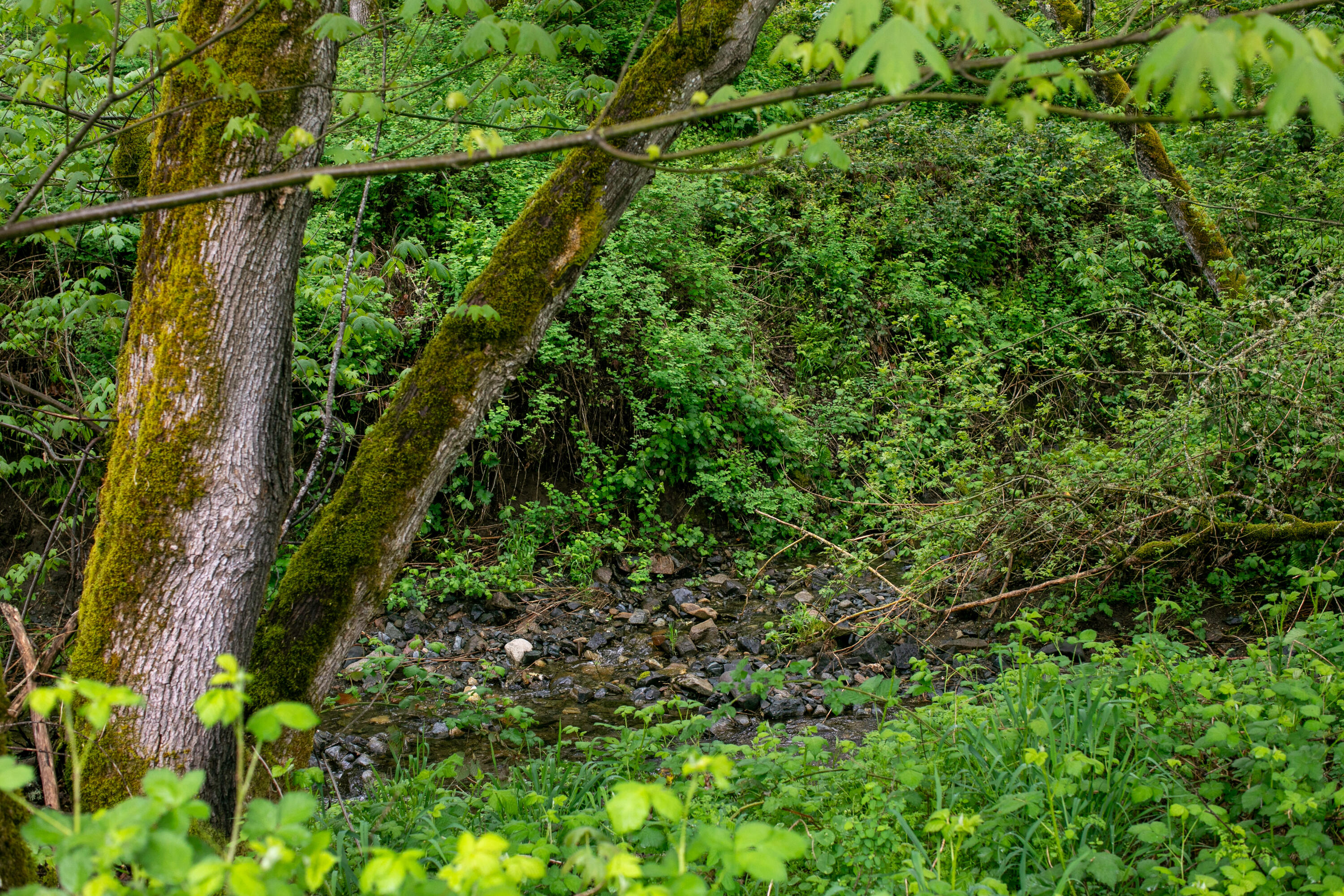 2661 Wards Creek Road Rogue River, OR 97537 - Photo 4 of 15 a view of a yard