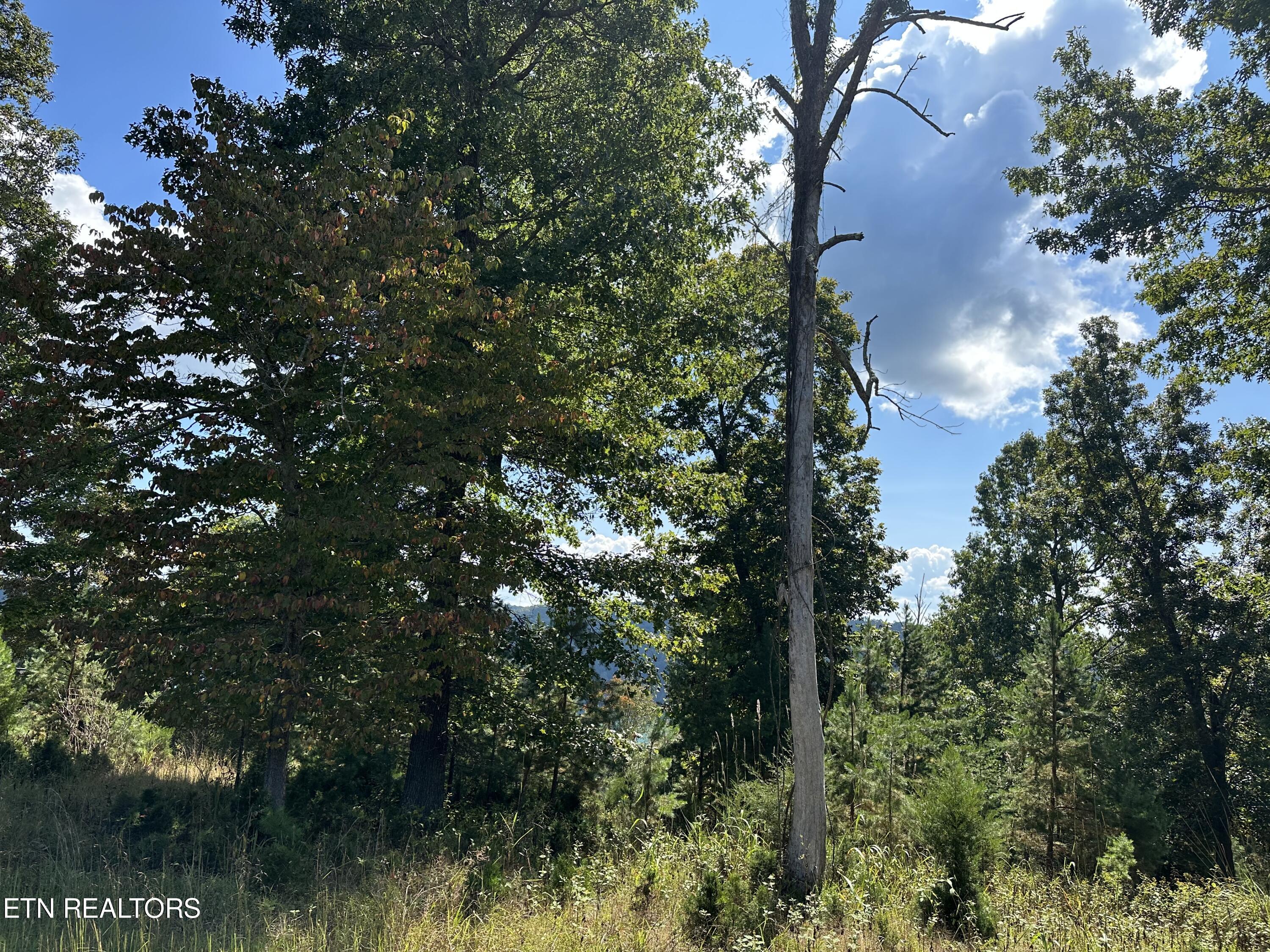 Deerfield Way La Follette, TN 37766 - Photo 6 of 18 Mature Trees