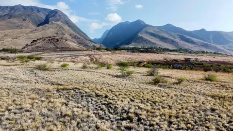 a view of lot of tall trees