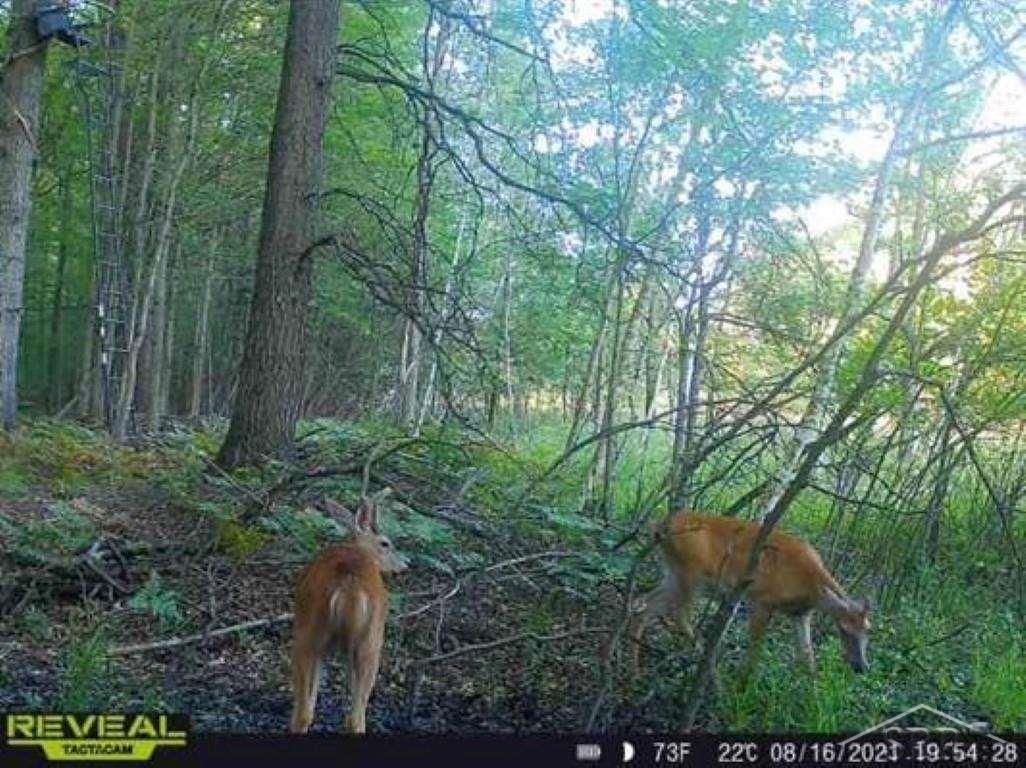 Vl West Chippewa River Road Shepherd, MI 48883 - Photo 2 of 10