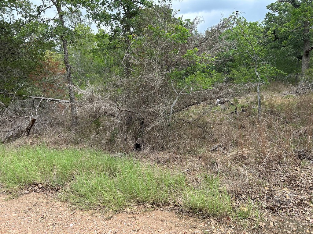 Lot 54 Rick Road La Grange, TX 78945 - Photo 4 of 8 a view of a forest with trees in the background