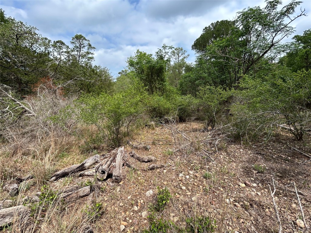 Lot 54 Rick Road La Grange, TX 78945 - Photo 5 of 8 a view of a forest with a tree