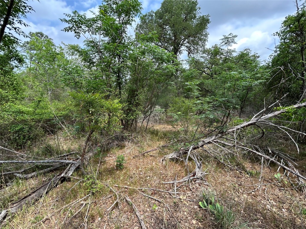 Lot 54 Rick Road La Grange, TX 78945 - Photo 6 of 8 a view of a yard with plants and wooden bench