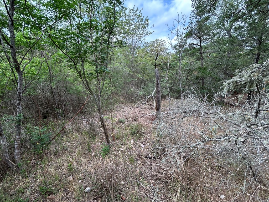 Lot 54 Rick Road La Grange, TX 78945 - Photo 7 of 8 a view of a forest with trees in the background