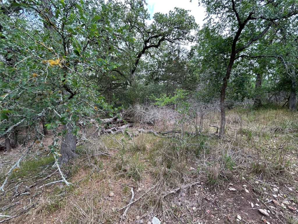 Lot 54 Rick Road La Grange, TX 78945 - Photo 8 of 8 a view of a forest with trees in the background