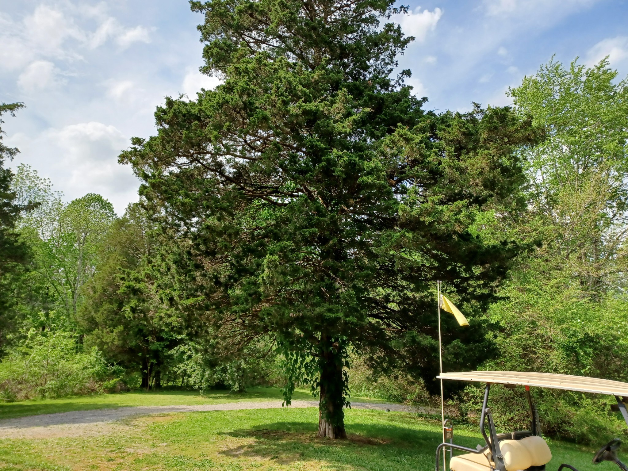 2150 Hogan Road Burns, TN 37029 - Photo 25 of 58 a view of a yard with a tree