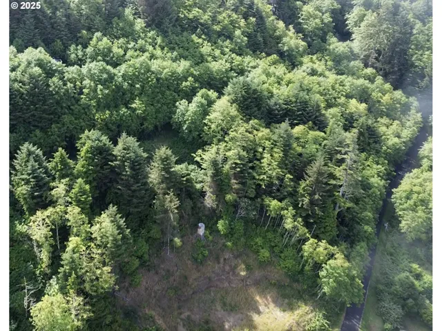view of a lots of trees and bushes