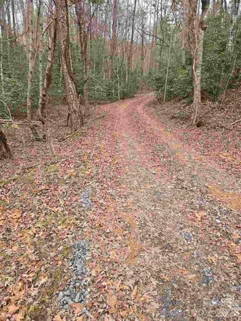 a view of a forest with trees in the background