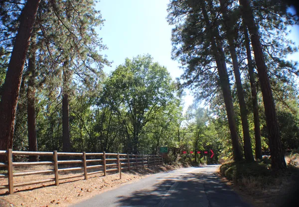 a view of backyard with wooden fence and large trees