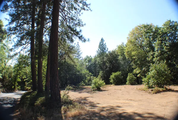 a view of a dirt road with trees in the background