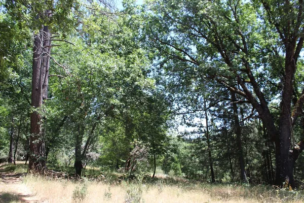 a view of forest