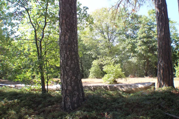 a view of tree covered with tall trees