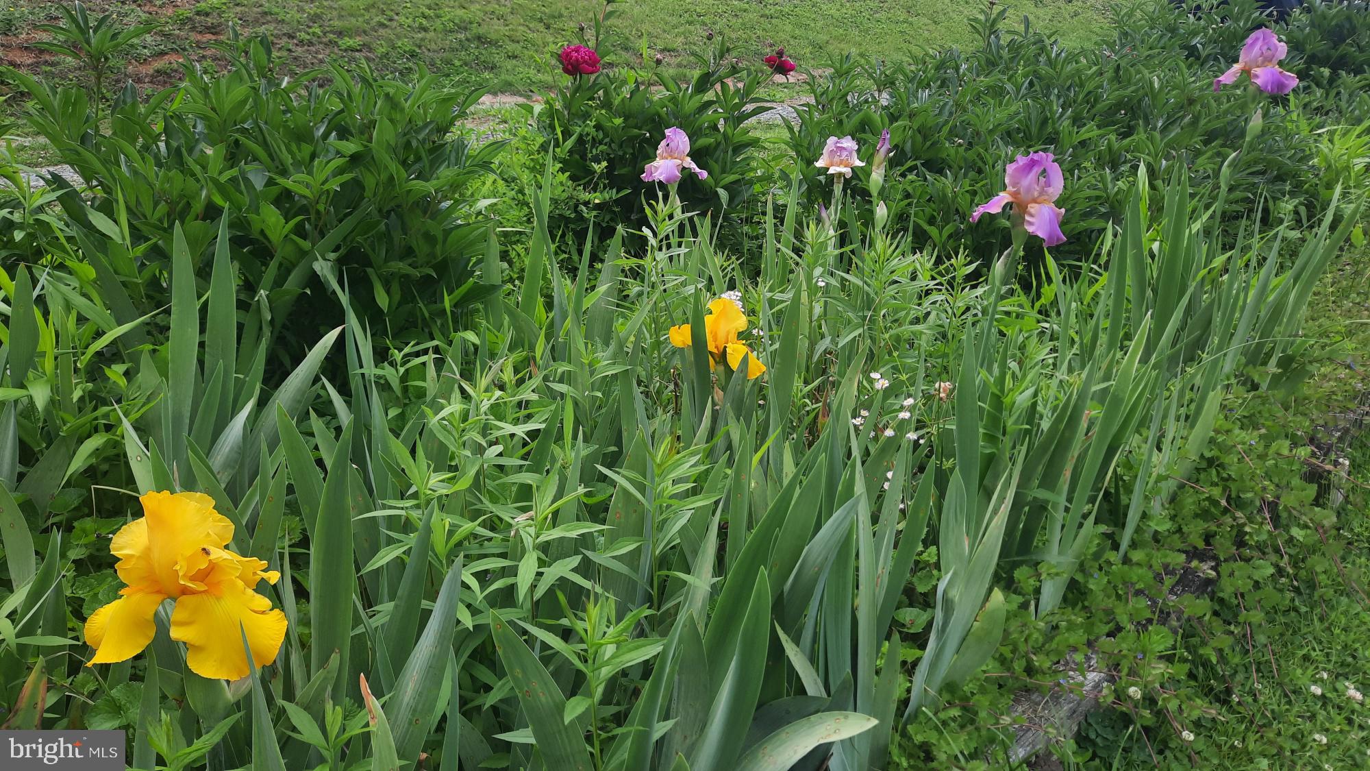 6287 Old Zion Road Warrenton, VA 20187 - Photo 60 of 69 Vibrant blooms in a lush garden.