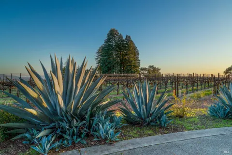 a view of a yard with plants and a lake view
