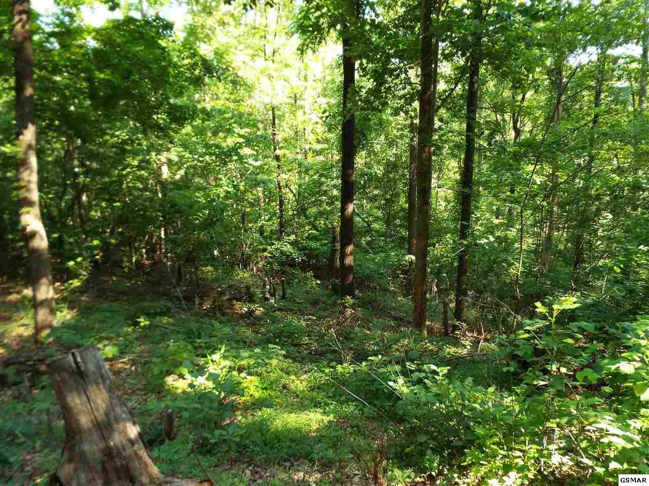 0 Greasy Cove Road Cosby, TN 37722 - Photo 13 of 26 Gallery Image 13
