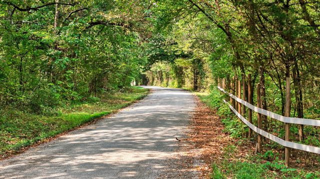 a view of a pathway of a park with large trees