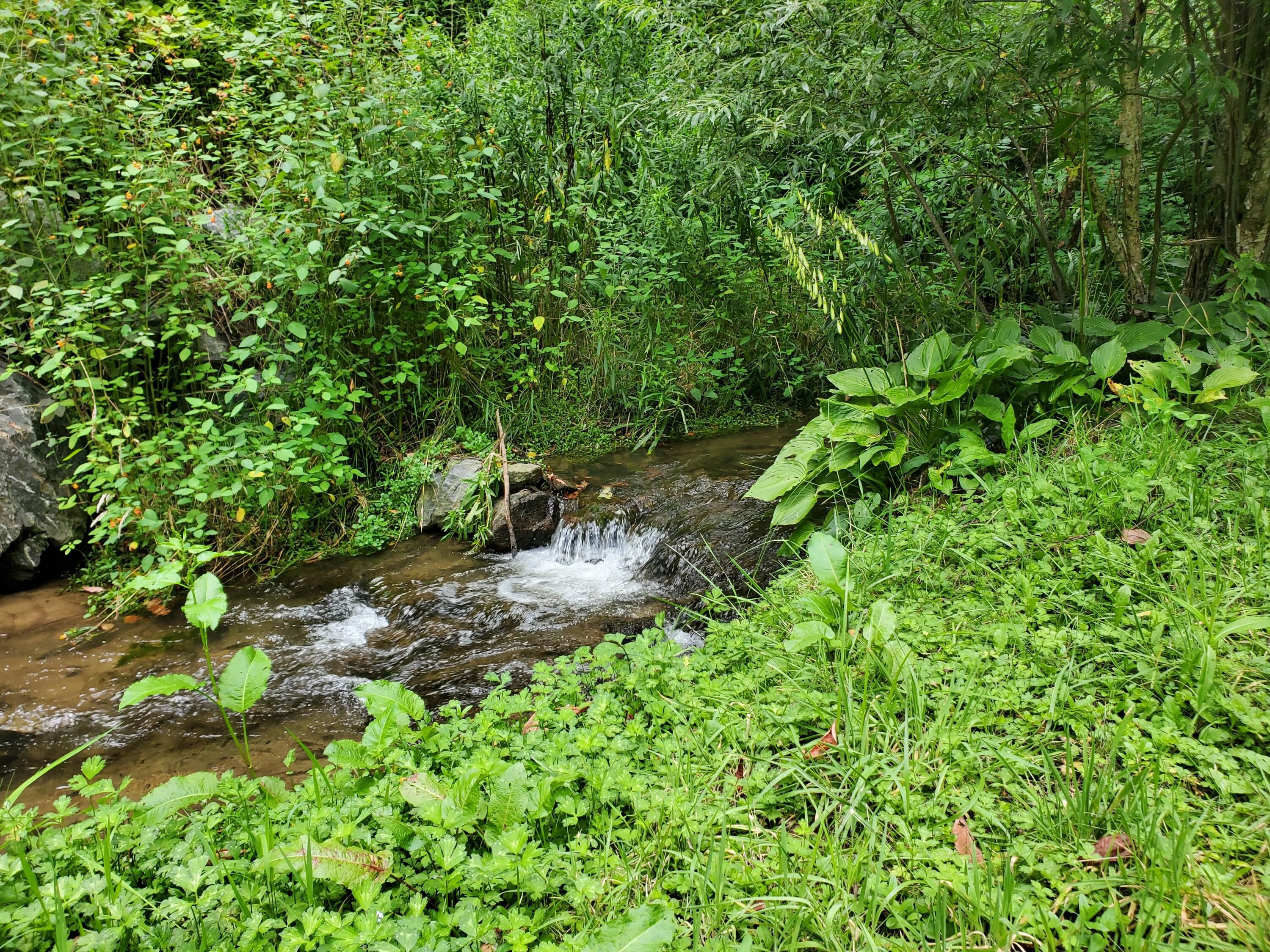 1571 Vale Road Newland, NC 28657 - Photo 39 of 61 20230811_163406