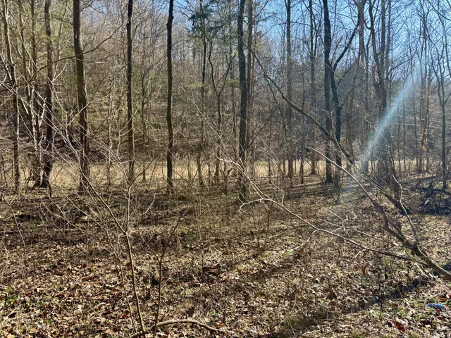 a view of a forest with trees
