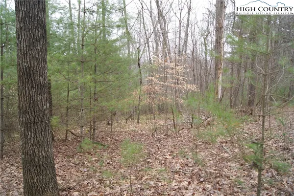 $16,500 | Lot 68 Forest Hill Drive, Sparta, NC 28675