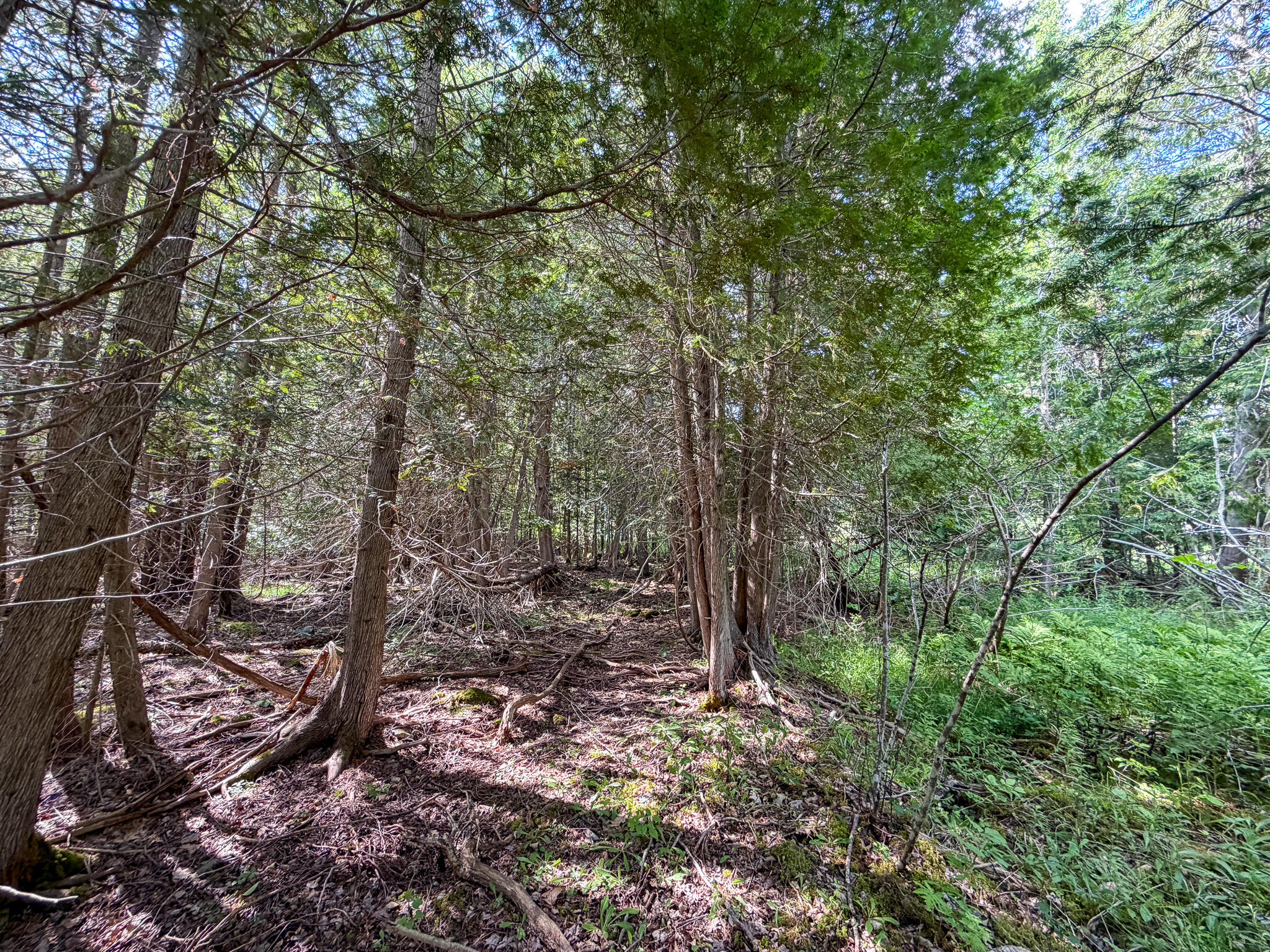 524 Millvale Road Bucksport, ME 04416 - Photo 8 of 8 IMG_6199