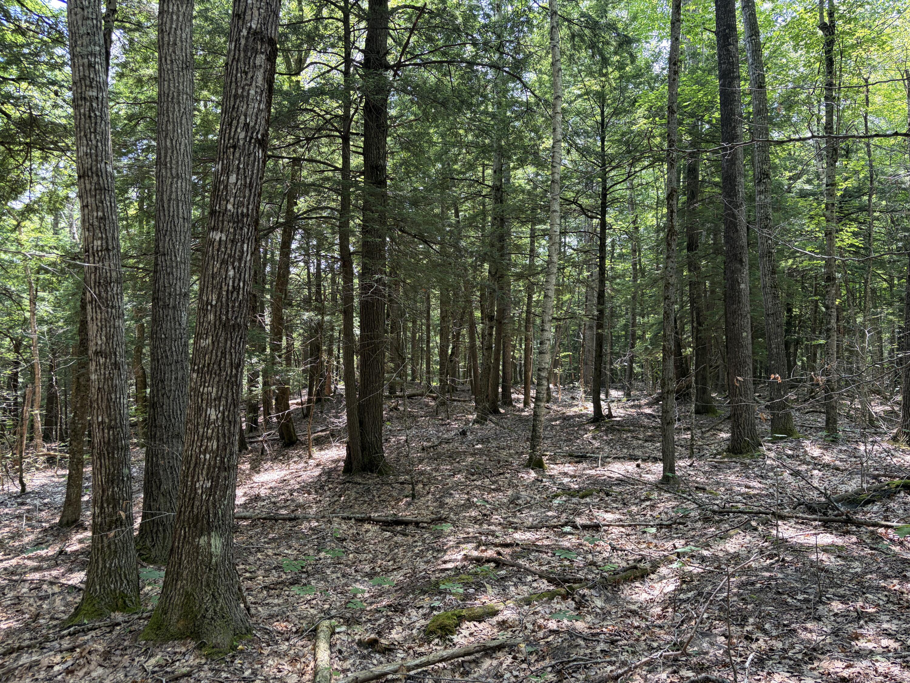 32-acres Belden Woods Road Palermo, ME 04354 - Photo 17 of 28 IMG_8299