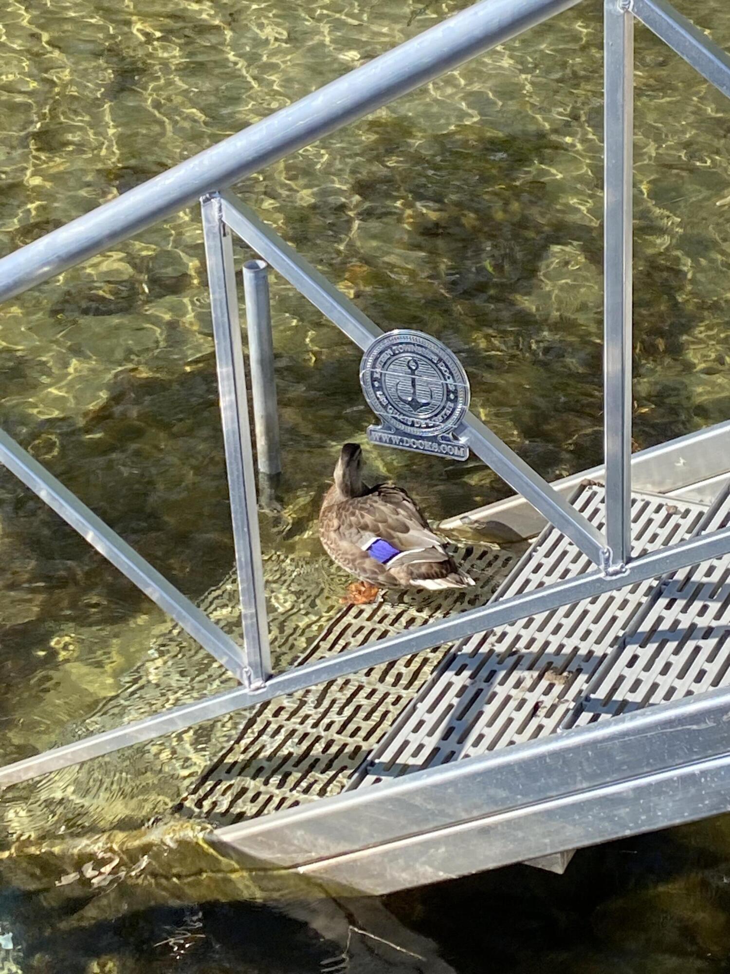 290 Greenwoods Road Peru, ME 04290 - Photo 33 of 40 quiet neighbors