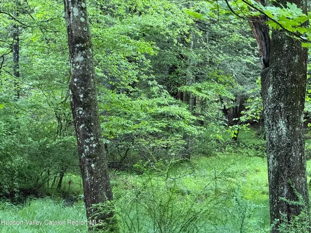 a view of a lush green forest